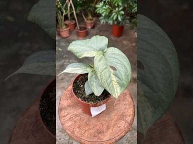 Amydrium #018 - Medium Silver variegata
