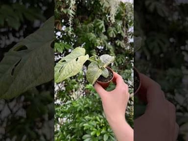 Baby Amydrium #019 - Medium Silver variegata