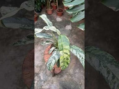 Rhaphidophora #020 - Puberula Variegata