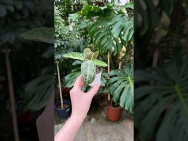 Baby Anthurium #001 - Silver blush mint