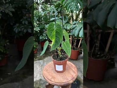 Anthurium #002 - Queremalense variegata