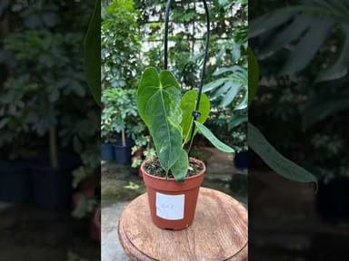 Anthurium #003 - Queremalense variegata