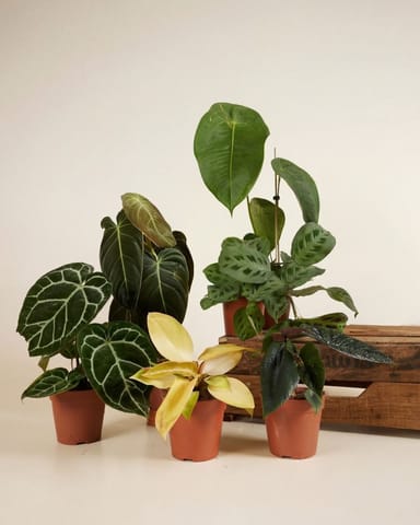 Sustainability box Medium Product set