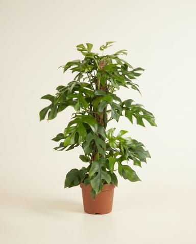 Monstera Fensterblatt Minima
