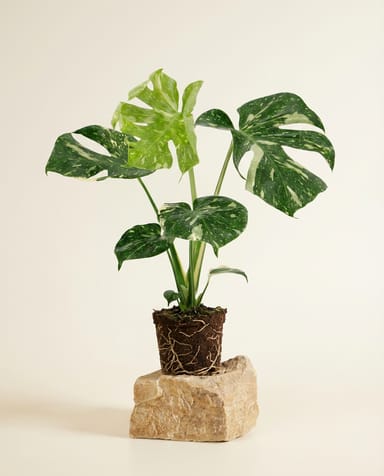 Monstera Thai Constellation