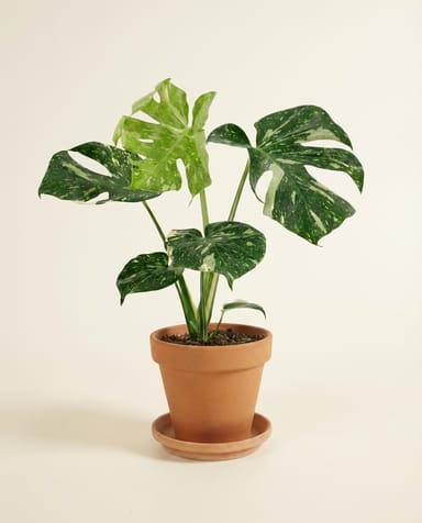 Monstera Thai Constellation