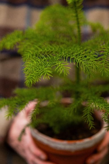 Araucaria Norfolk Island Pine Heterophylla
