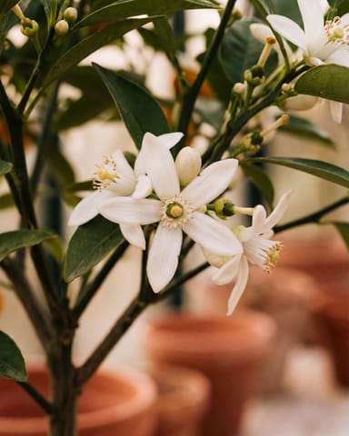 Citrus Arancio Calamondin