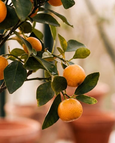 Citrus Arancio Calamondin