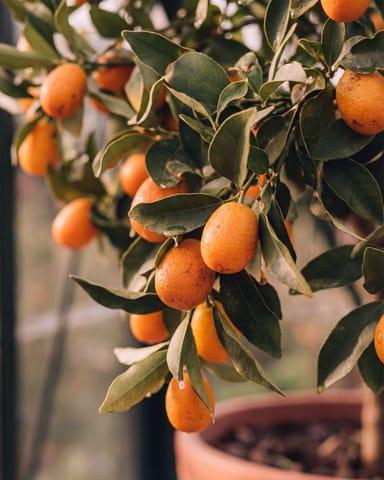 Citrus Kumquat Tree Kumquat