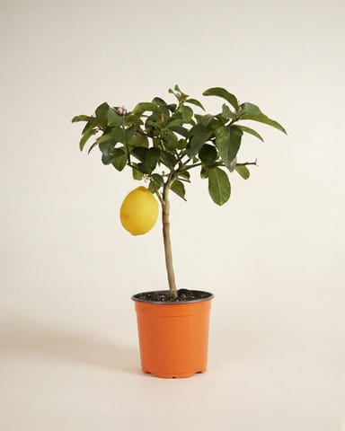 Citrus Citroenboom Lemon