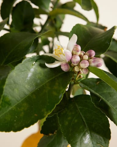 Citrus Citroenboom Lemon