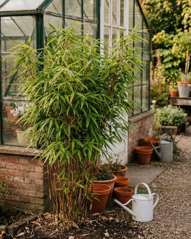 Fargesia Hohes Lampenputzergras Rufa Elegrass