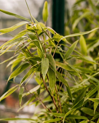 Fargesia Hohes Lampenputzergras Rufa Elegrass