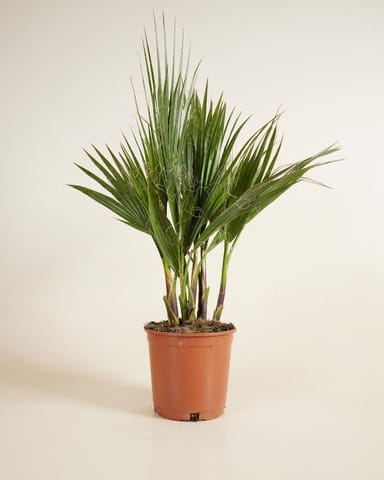 Washingtonia Mexican Fan Palm Robusta