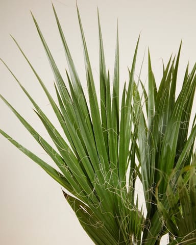 Washingtonia Mexican Fan Palm Robusta