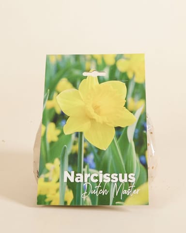 Baby Blumenzwiebeln Blumenzwiebeln - Narcissus Dutch Master