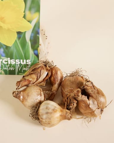 Baby Blumenzwiebeln Blumenzwiebeln - Narcissus Dutch Master