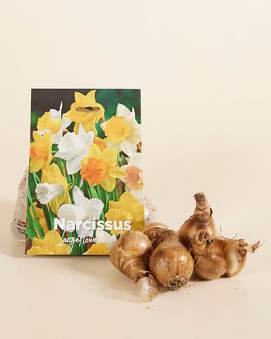 Baby Blumenzwiebeln Blumenzwiebeln - Narcissus Large Flower mix