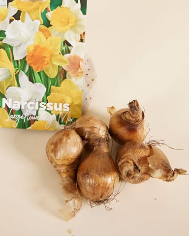 Baby Blumenzwiebeln Blumenzwiebeln - Narcissus Large Flower mix