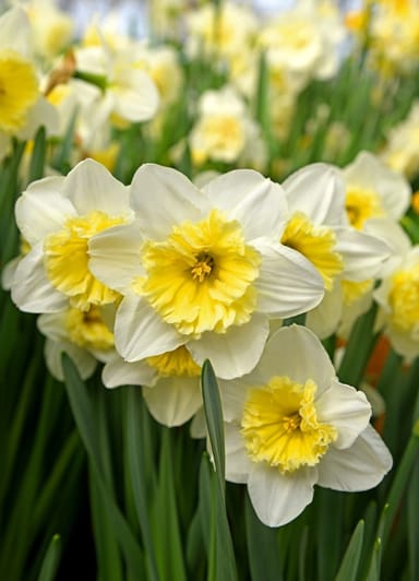 Baby Blumenzwiebeln Blumenzwiebeln - Narcissus Large Flower mix