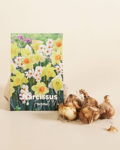 Baby Blumenzwiebeln Blumenzwiebeln - Narcissus Fragrant