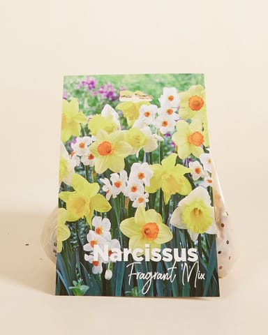 Baby Blumenzwiebeln Blumenzwiebeln - Narcissus Fragrant