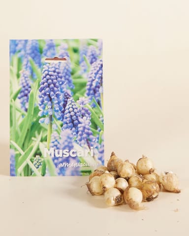 Baby Blumenzwiebeln Blumenzwiebeln - Muscari Armeniacum