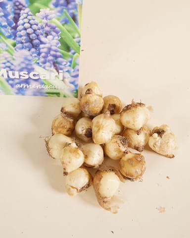 Baby Blumenzwiebeln Blumenzwiebeln - Muscari Armeniacum