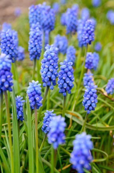 Baby Blumenzwiebeln Blumenzwiebeln - Muscari Armeniacum