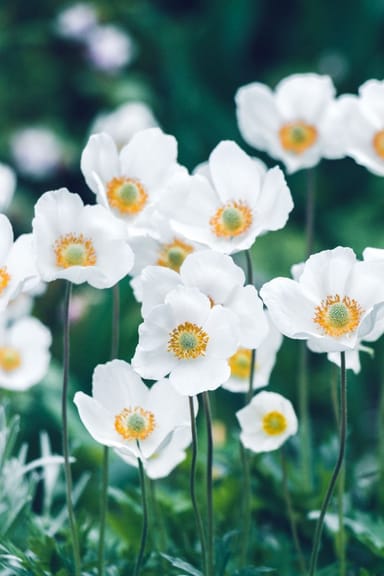 Baby Blumenzwiebeln Blumenzwiebeln - Anemone de Caen mix