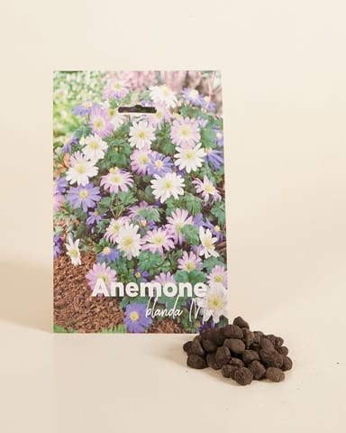 Baby Blumenzwiebeln Blumenzwiebeln - Anemone Blanda mix