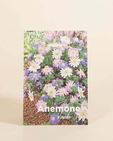 Baby Blumenzwiebeln Blumenzwiebeln - Anemone Blanda mix