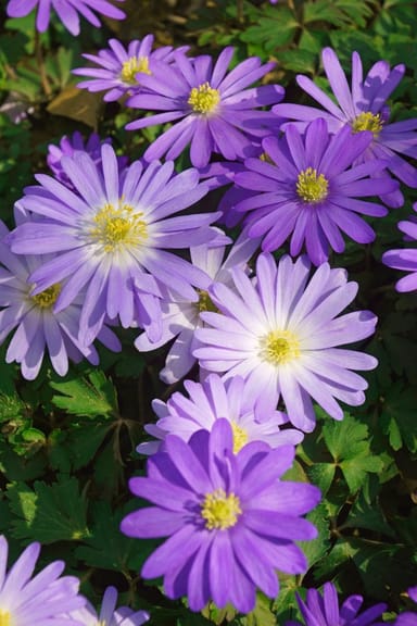 Baby Blumenzwiebeln Blumenzwiebeln - Anemone Blanda mix