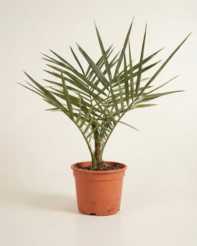 Phoenix Canariensis