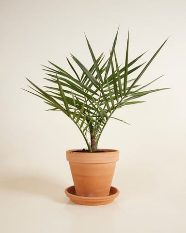 Phoenix Canariensis