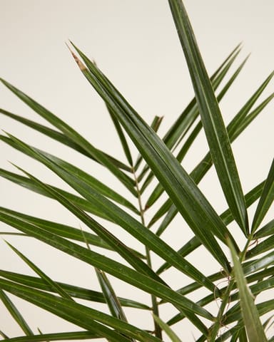 Phoenix Canariensis