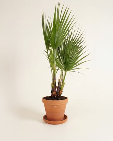 Washingtonia Palmera abanico mexicana Robusta