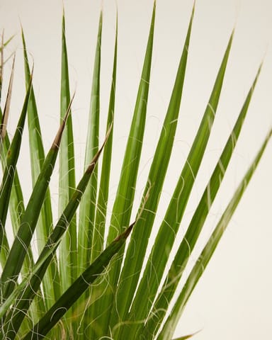 Washingtonia Palmera abanico mexicana Robusta