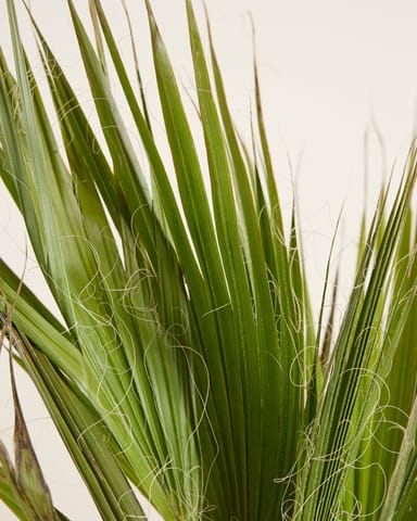 Washingtonia Palmera abanico mexicana Robusta