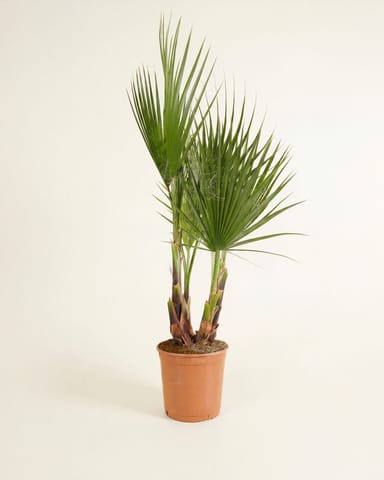 Washingtonia Palmera abanico mexicana Robusta