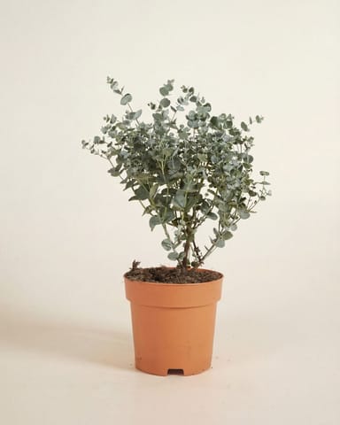 Eucalyptus Eucalipto Gunnii Azura
