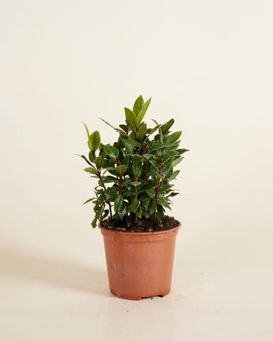 Laurus Bay Tree Nobilis