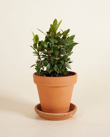 Laurus Bay Tree Nobilis