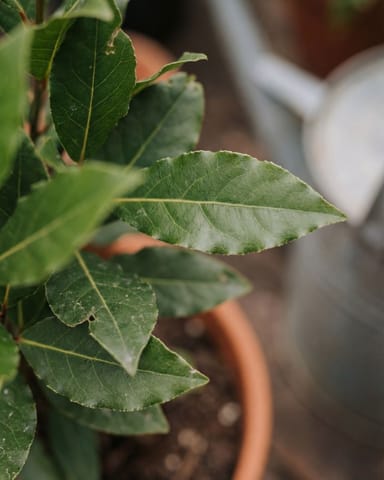 Laurus Bay Tree Nobilis