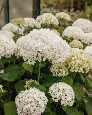 Hydrangea Strong Annabelle