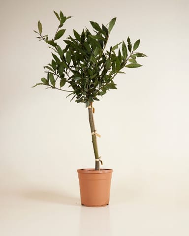 Laurus Laurierboom Nobilis