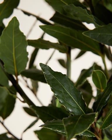 Laurus Laurierboom Nobilis