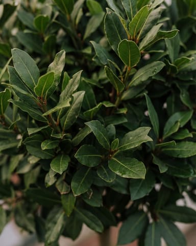 Laurus Laurierboom Nobilis