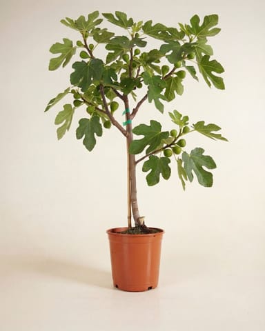 Ficus Common Fig Tree Carica